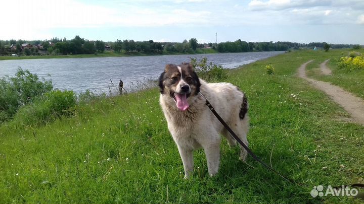 Капа. Родилась в сентябре 2016г