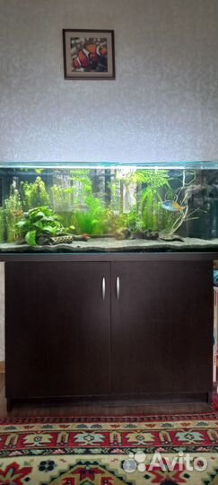 Аквариум 160л с тумбой, рыбами и растениями