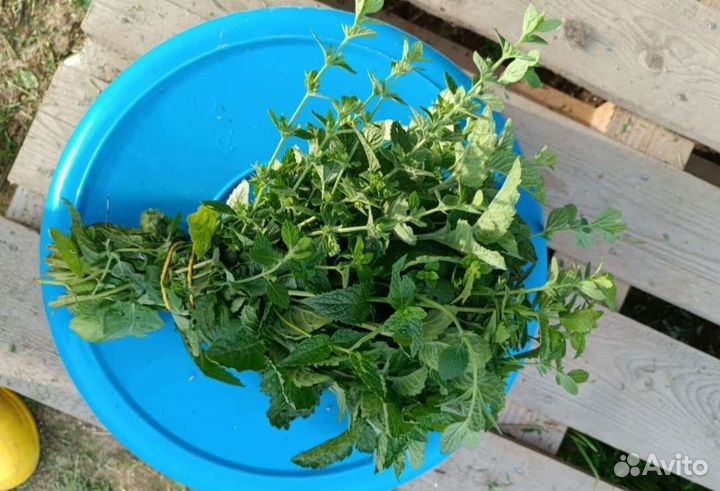 Ароматные травы ополаскива3 банки акриловой краски