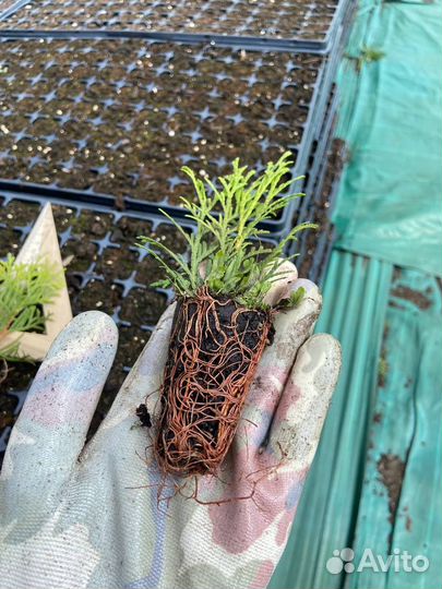 Туи из питомника оптом