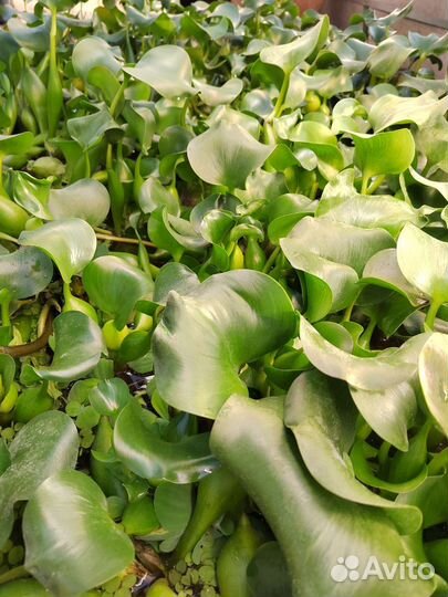 Эйхорния или водяной гиацинт. Пистия. Опт