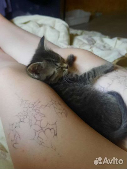 Лёлька и Долька ищут дом