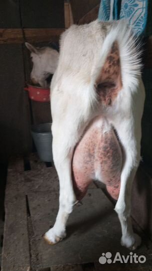 Коза дойная молочная