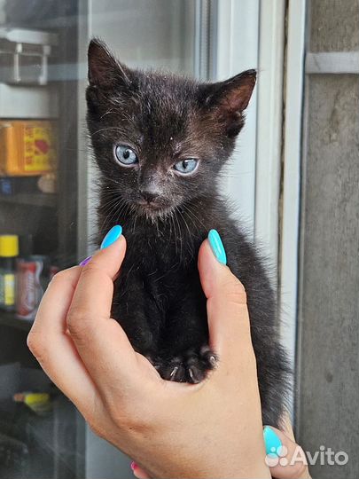 Отдам в добрые руки котят