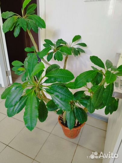 Продам комнатное растение Хойя,молочай,фиалки и др