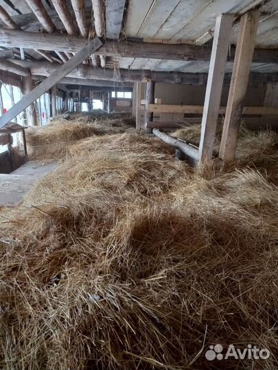 Продам сено