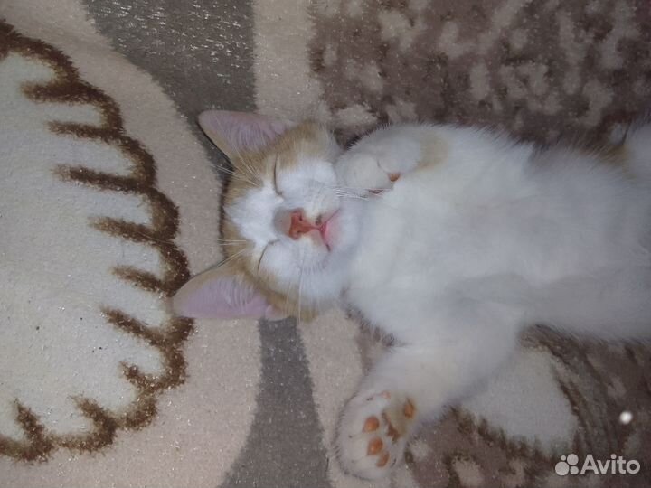 Рыжий чудик котик