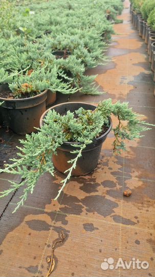 Можжевельник