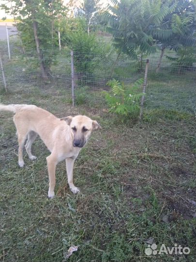 Щенки бесплатно