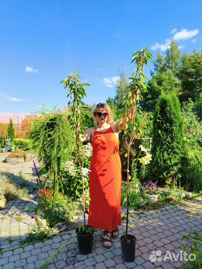 Черешня,вишня, черевишня,дюк