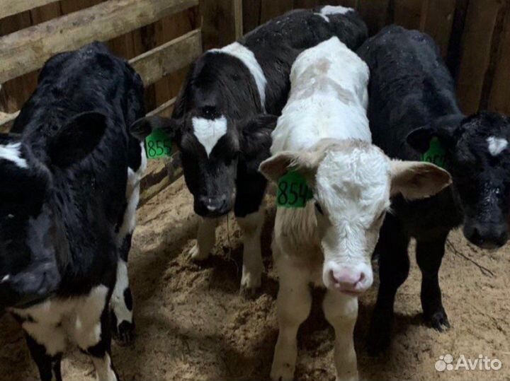 Бычки телочки