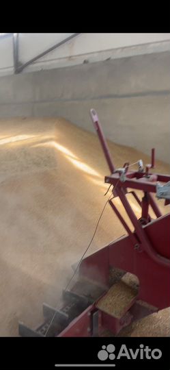 Зерно пшеница