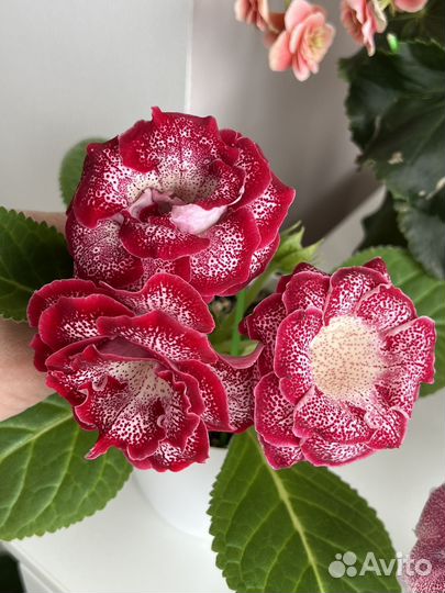 Глоксиния махровая