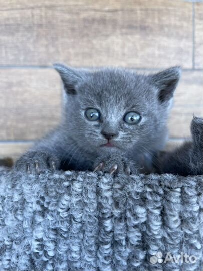 Котята красивые, умные)