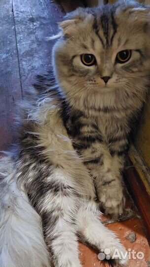 Шотландский котик в дар