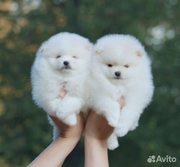 Щенки померашки белые и крем