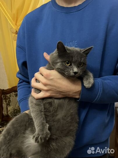 Кот в добрые руки