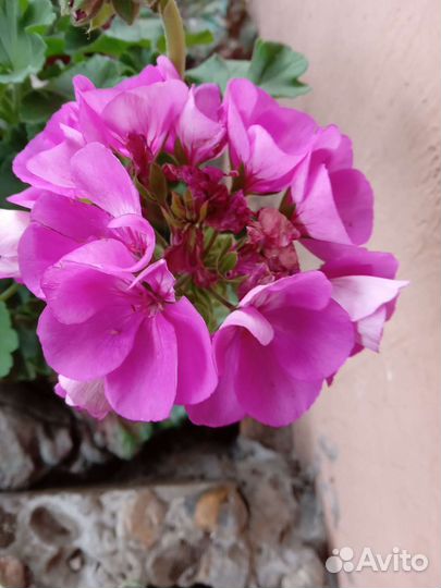 Пелларгония сортовая