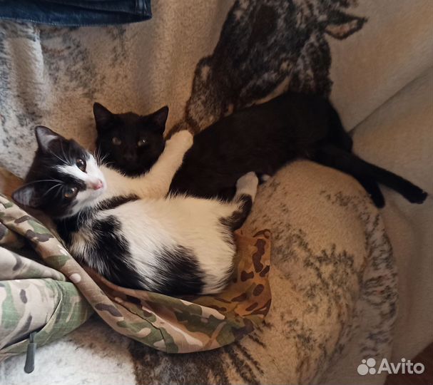 Котята в добрые руки