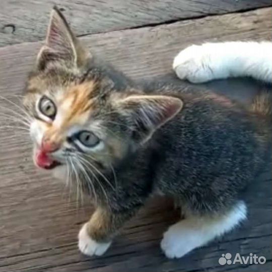 Котята только в хорошие руки