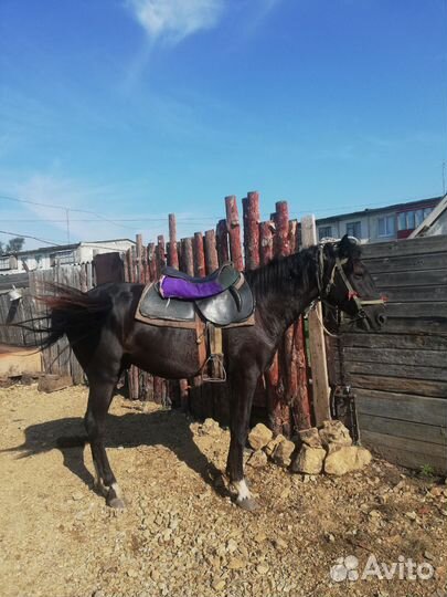 Продам лошадь