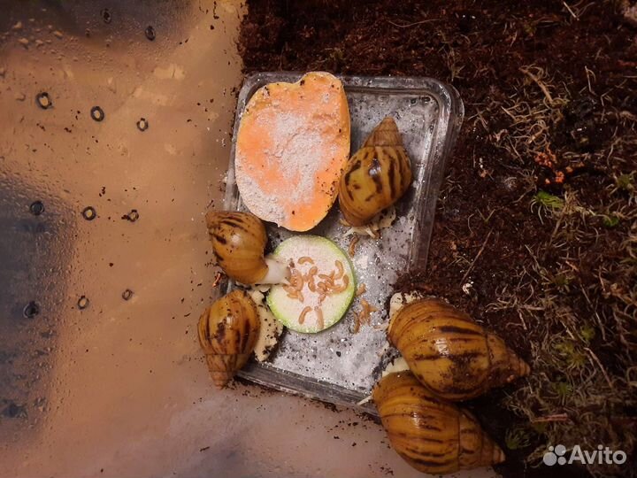 Улитки Ахатины (разные виды)