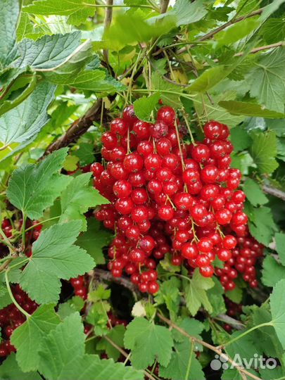 Вишня, красная смородина