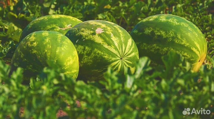 Арбузы Оптом