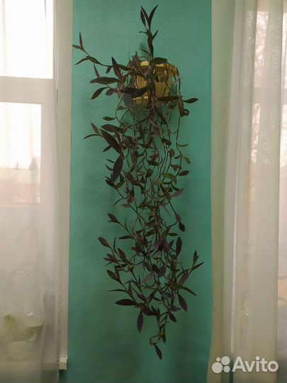 Комнатные растения и цветы