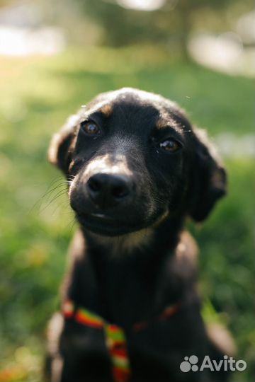 Щенки в дар