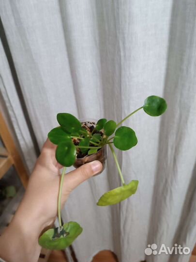 Пилея пеперомиевидная