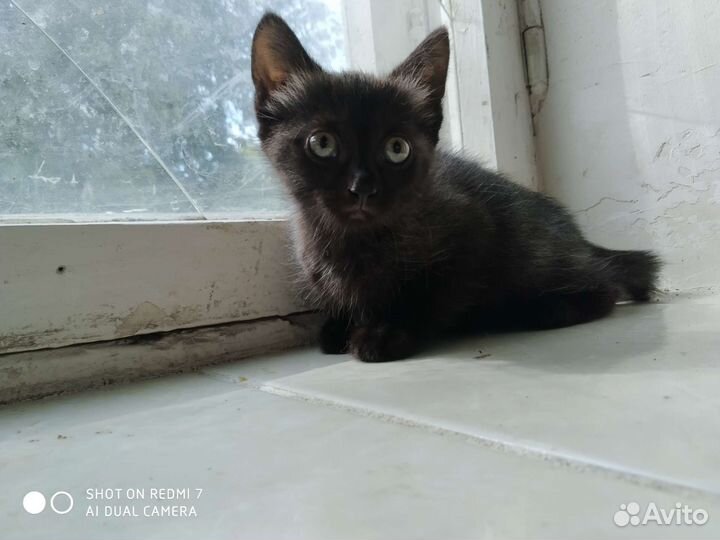 Котёнок бесплатно