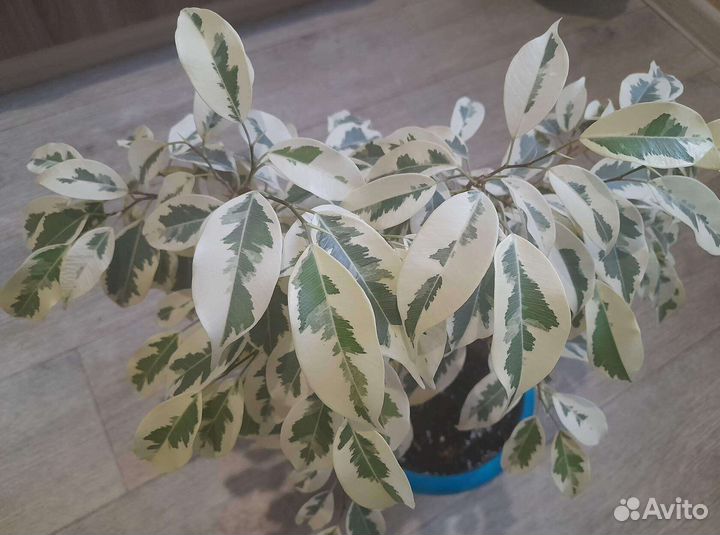 Хойи,фикус Лакия