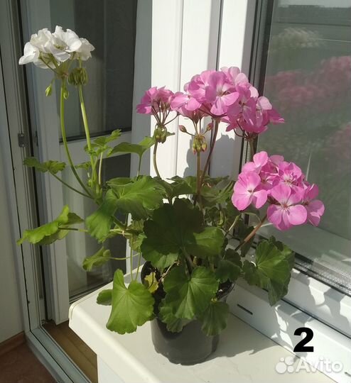 Герань / пеларгония зональная