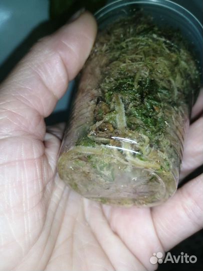 Филодендрон Т31 вариегатный