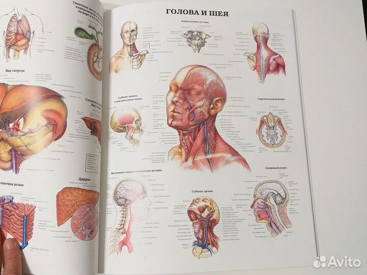 Большой атлас анатомии человека