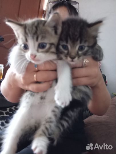 Отдам котят