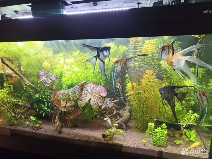 Аквариумные растения прополка