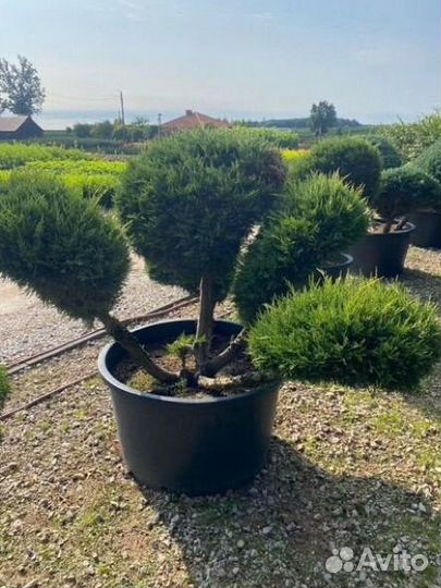 Бонсай можжевельник