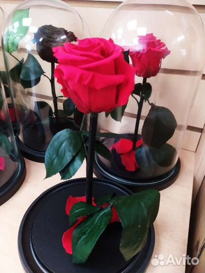 Живая роза в колбе