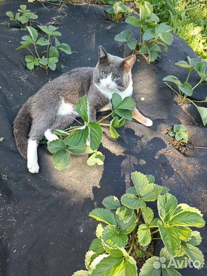 Случка кота