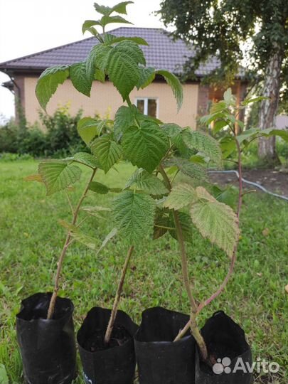 Саженцы малины