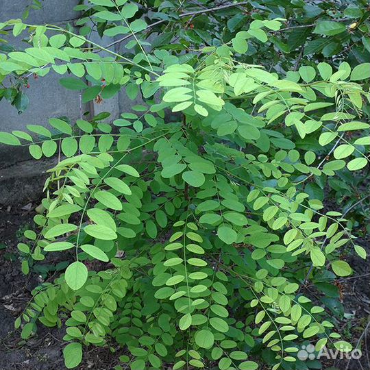 Белая акация, Robinia pseudoacacia, акация душиста