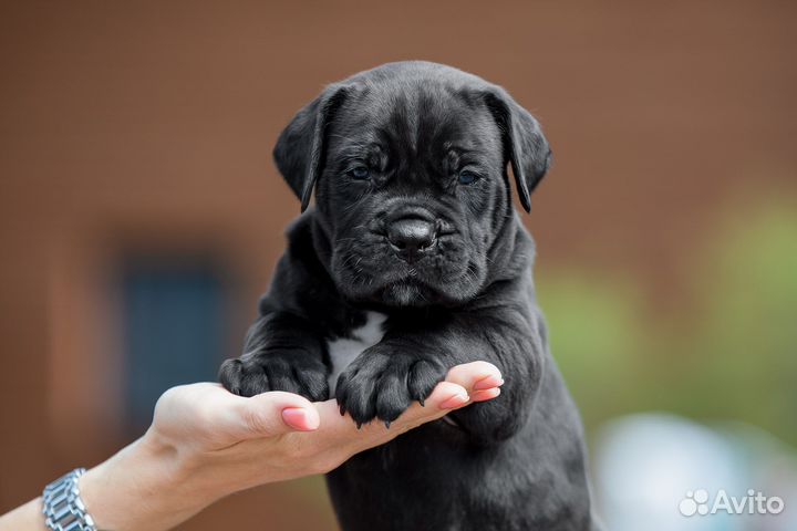 Шикарный чёрный мальчик кане корсо