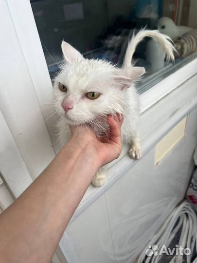 Кот
