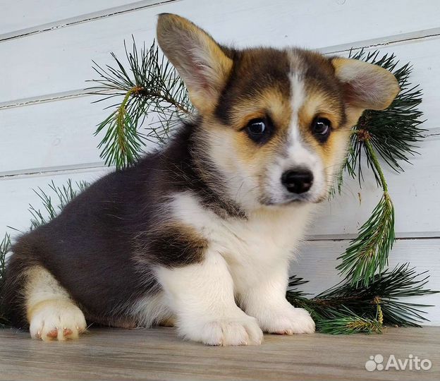 Щенки Вельш Корги Пемброк РКФ