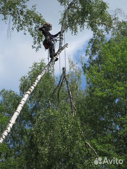 Срубить дерево