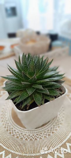 Алое остистое суккулент