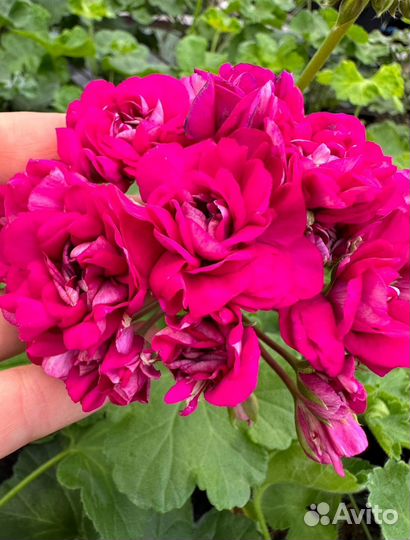 Сим Дон Жуан