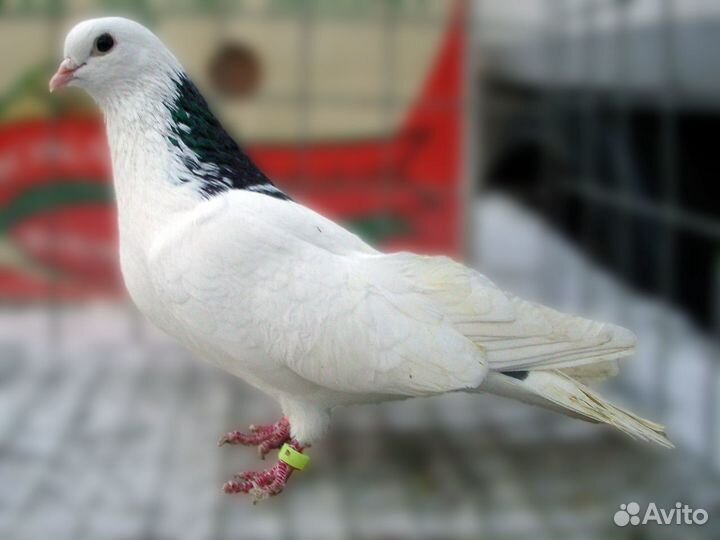 Продам голубей: николаевские, гривуны